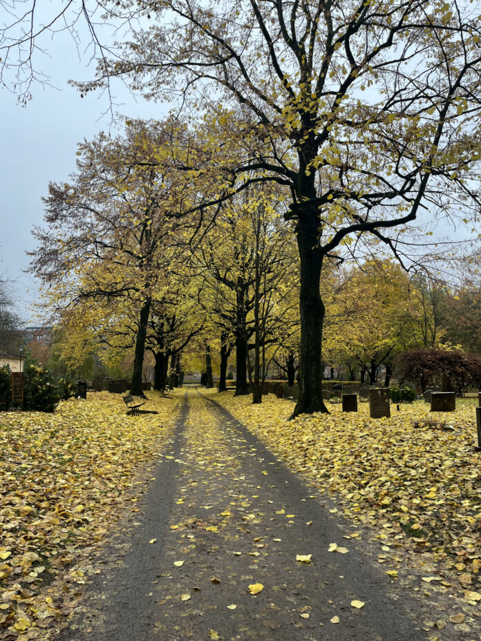 A leaf covered pathway in the middle of fall. Photo by Ryan Steremberg